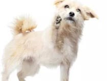 网红萌宠进化论微盘,从微盘到现象级的魅力蜕变