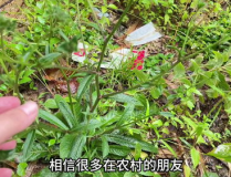 港口网红草,绿意盎然的网红打卡新地标